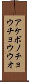 アケボノチョウチョウウオ Scroll