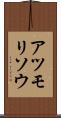 アツモリソウ Scroll