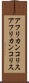 アフリカンコリス Scroll
