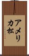 アメリカ松 Scroll
