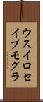 ウスイロセイブモグラ Scroll