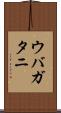 ウバガタニ Scroll