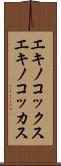エキノコックス Scroll