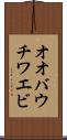 オオバウチワエビ Scroll