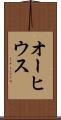 オーヒウス Scroll