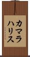 カマラハリス Scroll