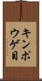 キンポウゲ目 Scroll