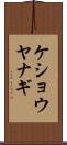 ケショウヤナギ Scroll