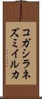 コガシラネズミイルカ Scroll
