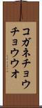 コガネチョウチョウウオ Scroll