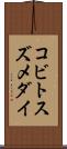 コビトスズメダイ Scroll
