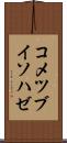 コメツブイソハゼ Scroll