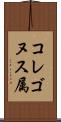 コレゴヌス属 Scroll