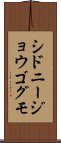 シドニージョウゴグモ Scroll