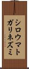 シロウマトガリネズミ Scroll