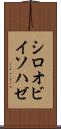 シロオビイソハゼ Scroll