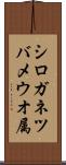 シロガネツバメウオ属 Scroll