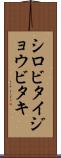 シロビタイジョウビタキ Scroll