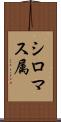 シロマス属 Scroll