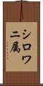 シロワニ属 Scroll