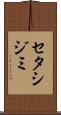 セタシジミ Scroll