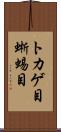 トカゲ目 Scroll