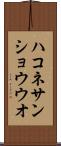 ハコネサンショウウオ Scroll
