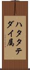 ハタタテダイ属 Scroll