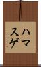 ハマスゲ Scroll