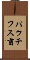 パラチフス菌 Scroll