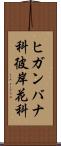ヒガンバナ科 Scroll