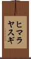 ヒマラヤスギ Scroll
