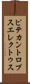 ピテカントロプス・エレクトゥス Scroll