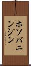 ホソバニンジン Scroll