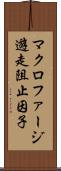 マクロファージ遊走阻止因子 Scroll