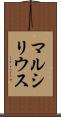 マルシリウス Scroll