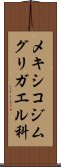 メキシコジムグリガエル科 Scroll