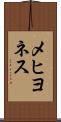 メヒヨネス Scroll