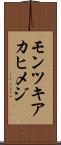 モンツキアカヒメジ Scroll