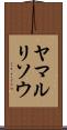 ヤマルリソウ Scroll