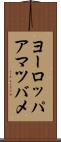 ヨーロッパアマツバメ Scroll