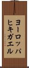 ヨーロッパヒキガエル Scroll