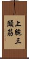 上腕三頭筋 Scroll