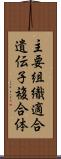 主要組織適合遺伝子複合体 Scroll