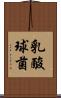 乳酸球菌 Scroll