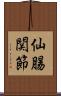 仙腸関節 Scroll