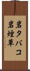 岩タバコ Scroll