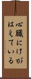 心臓にけがはえている Scroll