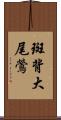 斑背大尾鶯 Scroll