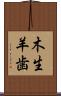 木生羊歯 Scroll
